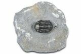 Detailed Gerastos Trilobite Fossil - Morocco #363945-1